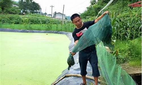 泥鳅木箱养殖技术-泥鳅木箱养殖技术要求