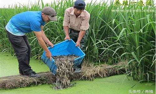 木箱泥鳅养殖技术-泥鳅网箱养殖技术视频教程